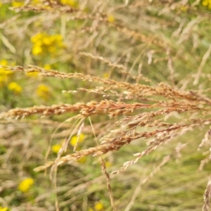 Poa labillardierei at O'Malley, ACT - 13 Jan 2023 09:34 AM