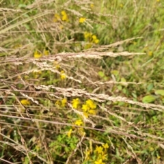 Poa labillardierei at O'Malley, ACT - 13 Jan 2023 09:34 AM