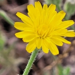 Picris angustifolia subsp. angustifolia at Gundaroo, NSW - 13 Jan 2023 by trevorpreston