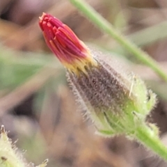 Picris angustifolia subsp. angustifolia at Gundaroo, NSW - 13 Jan 2023