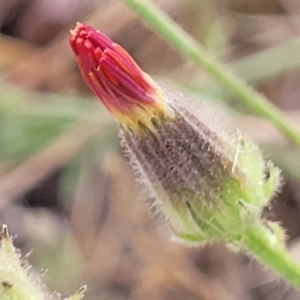 Picris angustifolia subsp. angustifolia at Gundaroo, NSW - 13 Jan 2023