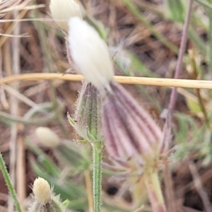 Picris angustifolia subsp. angustifolia at Gundaroo, NSW - 13 Jan 2023 10:30 AM