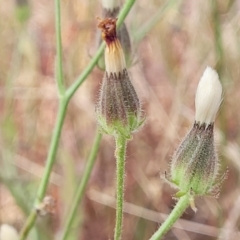 Picris angustifolia subsp. angustifolia at Gundaroo, NSW - 12 Jan 2023 by trevorpreston