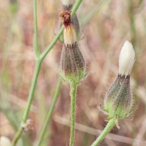 Picris angustifolia subsp. angustifolia at Gundaroo, NSW - 13 Jan 2023 10:24 AM