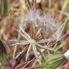 Picris angustifolia subsp. angustifolia at Gundaroo, NSW - 13 Jan 2023