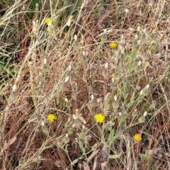 Picris angustifolia subsp. angustifolia at Gundaroo, NSW - 13 Jan 2023 10:24 AM