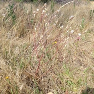 Picris angustifolia subsp. angustifolia at Gundaroo, NSW - 13 Jan 2023 10:15 AM