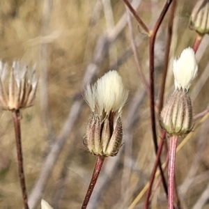 Picris angustifolia subsp. angustifolia at Gundaroo, NSW - 13 Jan 2023 10:15 AM