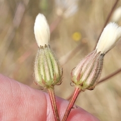 Picris angustifolia subsp. angustifolia at Gundaroo, NSW - 13 Jan 2023 10:15 AM