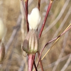 Picris angustifolia subsp. angustifolia at Gundaroo, NSW - 13 Jan 2023 10:15 AM