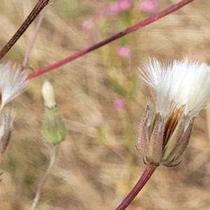 Picris angustifolia subsp. angustifolia at Gundaroo, NSW - 13 Jan 2023 10:15 AM