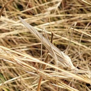 Tinzeda lobata at Gundaroo, NSW - 13 Jan 2023