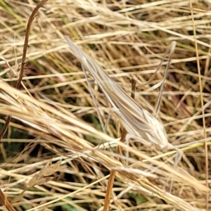 Tinzeda lobata at Gundaroo, NSW - 13 Jan 2023