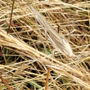 Tinzeda lobata at Gundaroo, NSW - 13 Jan 2023