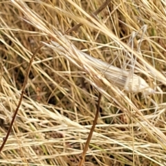 Tinzeda lobata at Gundaroo, NSW - 13 Jan 2023