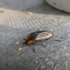 Ptomaphila lacrymosa (Carrion Beetle) at Mongarlowe River - 12 Jan 2023 by arjay