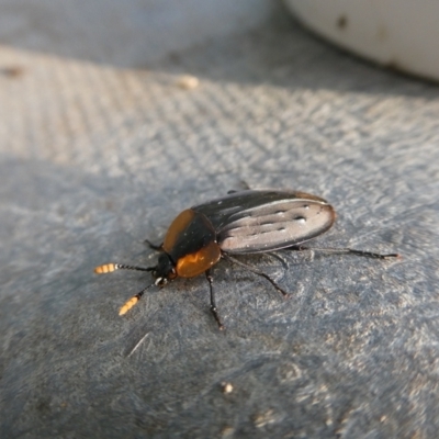 Ptomaphila lacrymosa (Carrion Beetle) at Mongarlowe, NSW - 13 Jan 2023 by arjay