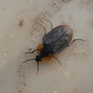 Ptomaphila lacrymosa at Mongarlowe, NSW - 13 Jan 2023