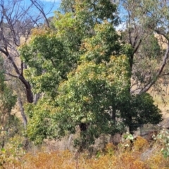 Brachychiton populneus subsp. populneus (Kurrajong) at Gundaroo, NSW - 12 Jan 2023 by trevorpreston