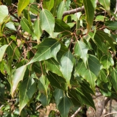 Brachychiton populneus subsp. populneus at Gundaroo, NSW - 13 Jan 2023