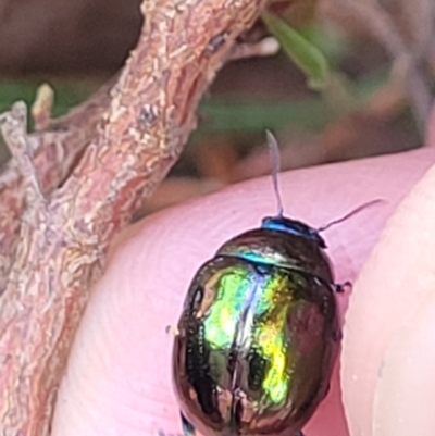 Callidemum hypochalceum (Hop-bush leaf beetle) at Gundaroo, NSW - 13 Jan 2023 by trevorpreston