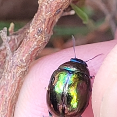 Callidemum hypochalceum (Hop-bush leaf beetle) at Mcleods Creek Res (Gundaroo) - 12 Jan 2023 by trevorpreston