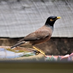 Acridotheres tristis (Common Myna) at Jamberoo, NSW - 12 Jan 2023 by plants