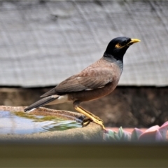 Acridotheres tristis (Common Myna) at Jamberoo, NSW - 13 Jan 2023 by plants