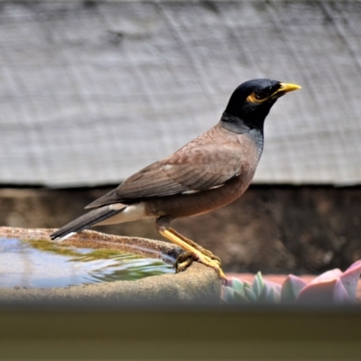 Acridotheres tristis (Common Myna) at Jamberoo, NSW - 13 Jan 2023 by plants