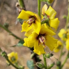 Verbascum virgatum (Green Mullein) at Gundaroo, NSW - 12 Jan 2023 by trevorpreston