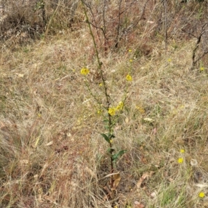 Verbascum virgatum at Gundaroo, NSW - 13 Jan 2023