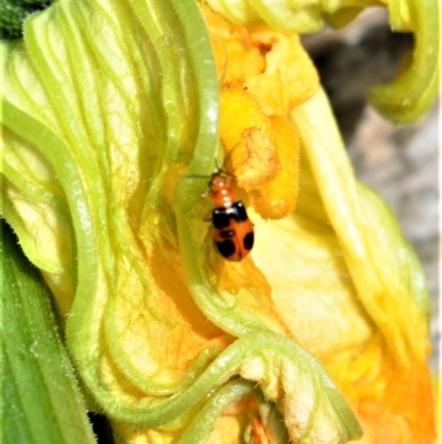 Aulacophora hilaris (Pumpkin Beetle) at Jamberoo, NSW - 12 Jan 2023 by plants
