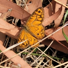 Geitoneura acantha (Ringed Xenica) at Gundaroo, NSW - 13 Jan 2023 by trevorpreston