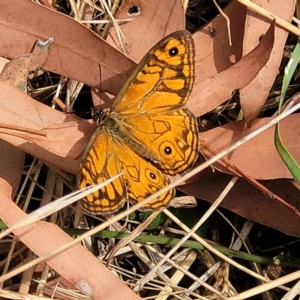 Geitoneura acantha at Gundaroo, NSW - 13 Jan 2023