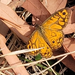 Geitoneura acantha at Gundaroo, NSW - 13 Jan 2023