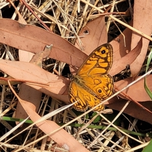 Geitoneura acantha at Gundaroo, NSW - 13 Jan 2023