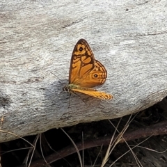 Geitoneura acantha at Gundaroo, NSW - 13 Jan 2023