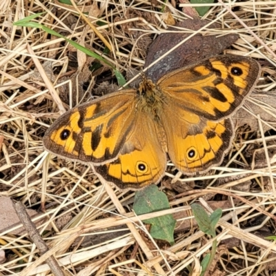 Heteronympha merope (Common Brown Butterfly) at Gundaroo, NSW - 13 Jan 2023 by trevorpreston