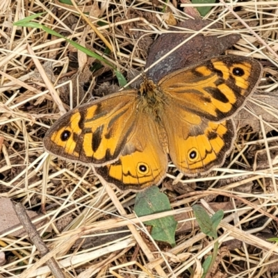 Heteronympha merope (Common Brown Butterfly) at Mcleods Creek Res (Gundaroo) - 12 Jan 2023 by trevorpreston