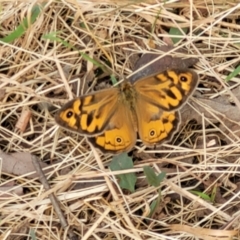 Heteronympha merope at Gundaroo, NSW - 13 Jan 2023 09:49 AM