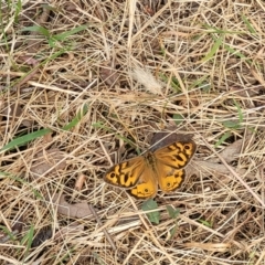 Heteronympha merope at Gundaroo, NSW - 13 Jan 2023 09:49 AM