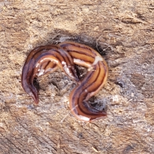 Anzoplana trilineata at Gundaroo, NSW - 13 Jan 2023