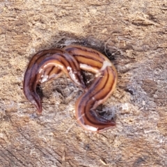 Anzoplana trilineata (A Flatworm) at Gundaroo, NSW - 12 Jan 2023 by trevorpreston