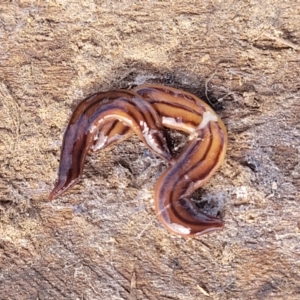 Anzoplana trilineata at Gundaroo, NSW - 13 Jan 2023