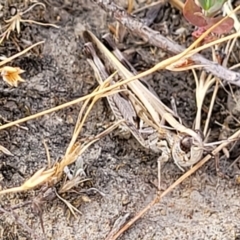Chortoicetes terminifera (Australian Plague Locust) at Gundaroo, NSW - 13 Jan 2023 by trevorpreston