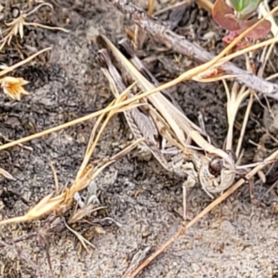 Chortoicetes terminifera (Australian Plague Locust) at Gundaroo, NSW - 12 Jan 2023 by trevorpreston