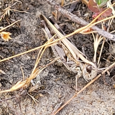 Chortoicetes terminifera (Australian Plague Locust) at Mcleods Creek Res (Gundaroo) - 12 Jan 2023 by trevorpreston