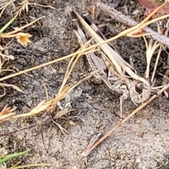 Chortoicetes terminifera at Gundaroo, NSW - 13 Jan 2023 09:35 AM