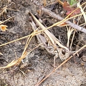 Chortoicetes terminifera at Gundaroo, NSW - 13 Jan 2023 09:35 AM