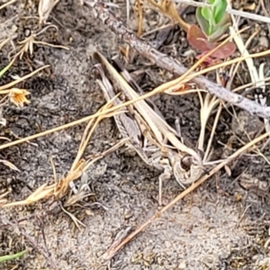 Chortoicetes terminifera at Gundaroo, NSW - 13 Jan 2023 09:35 AM